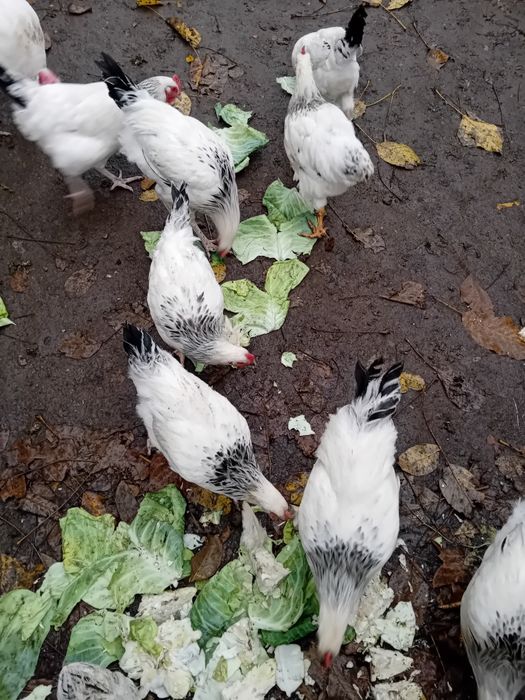 Продавам петлета светъл съсекс