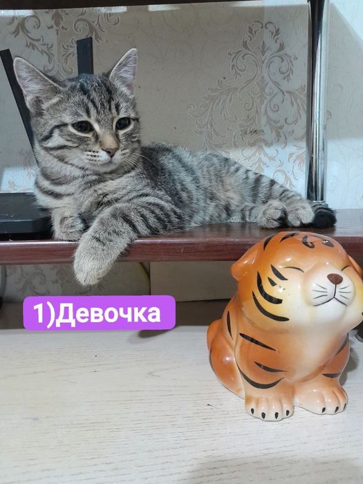 Котята ищут дом и любящих хозяев