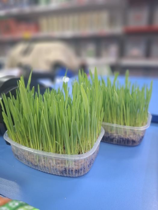 Живая и свежая трава для кошек