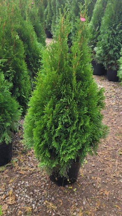 Tuia smaragd 110 120 cm ghiveci 5 l