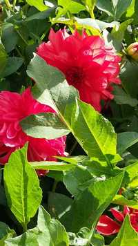 Комнатное растение - цикломена, герань, алое вера, цветущий каланхое