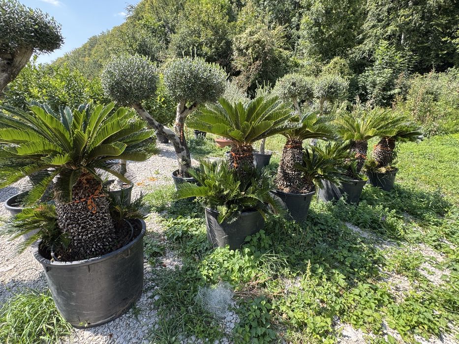 Vand si amenajez curti cu plante si gazon