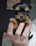 Fetita rasa pura Yorkshire Terrier mini toy cu pedigree