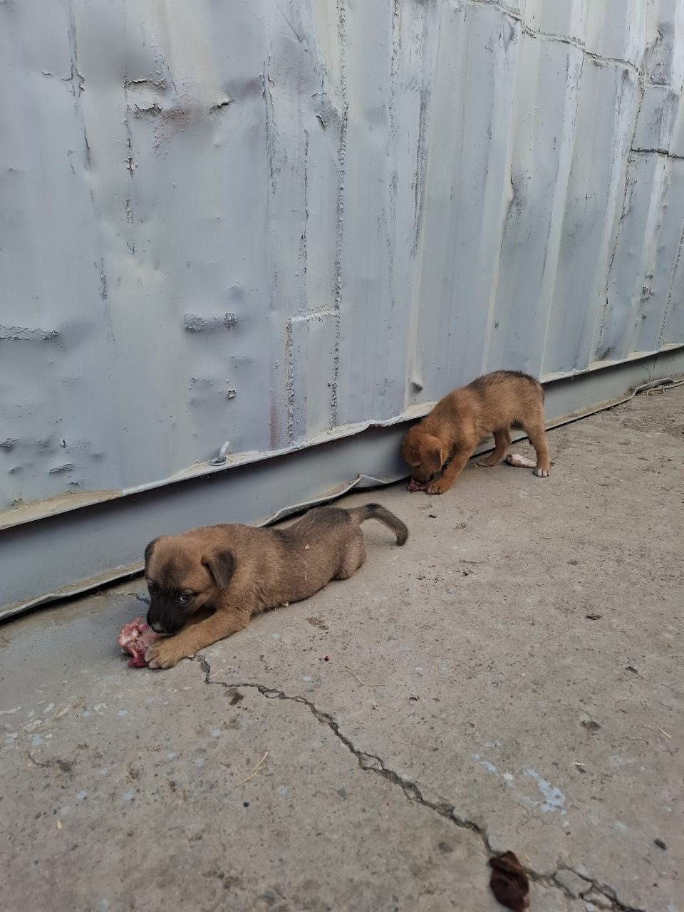 Отдам собак в хорошие руки