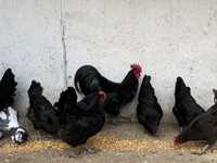 Australorp familie 5 găini si 1 cocoș