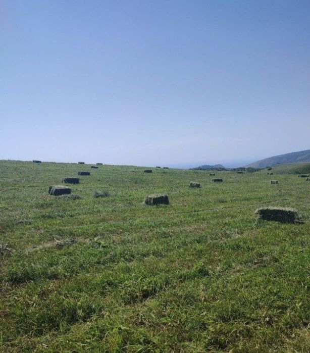Продам сено разнотравье. Самовывоз с поля.