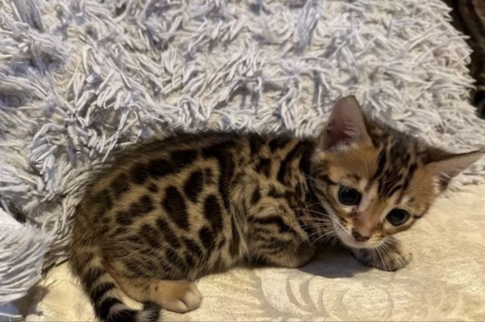 Бенгалска бенгалски котета.Остана едно мъжко !