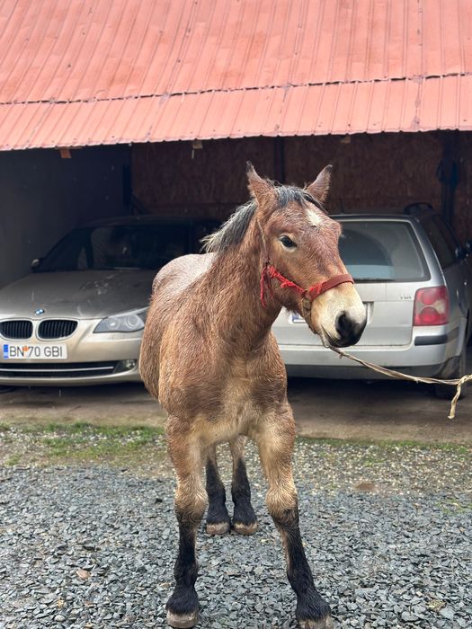 Mânz de vânzare din caii greii