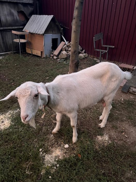 Ешкі сүтті ешки козье молоко