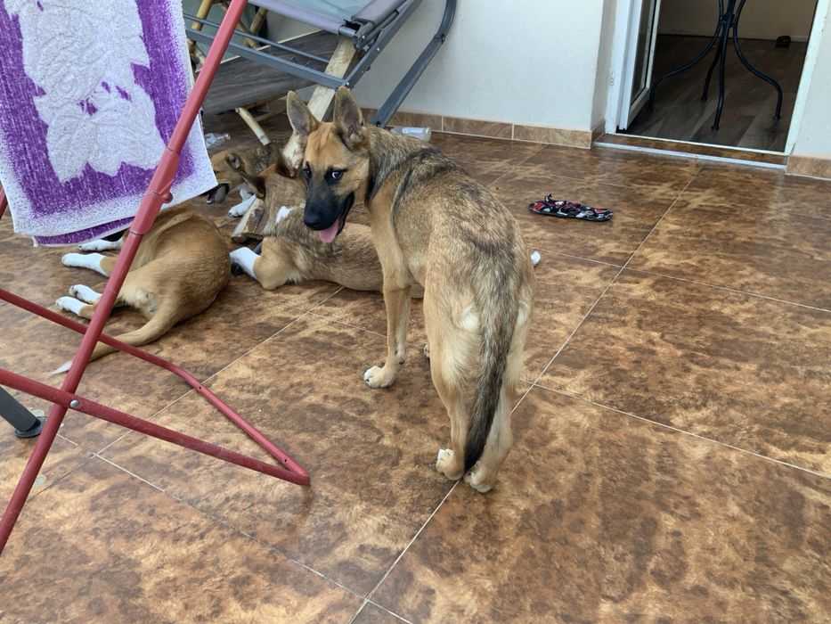 Белгийски овчарки мъжка и женска.