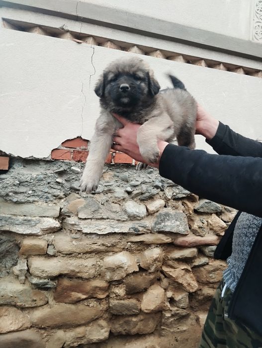 Mascul de Ciobanesc caucazian rasa pura cu pedigree tip A