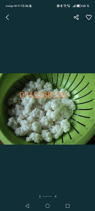 Ciupercă Tibetana lapte de Kefir