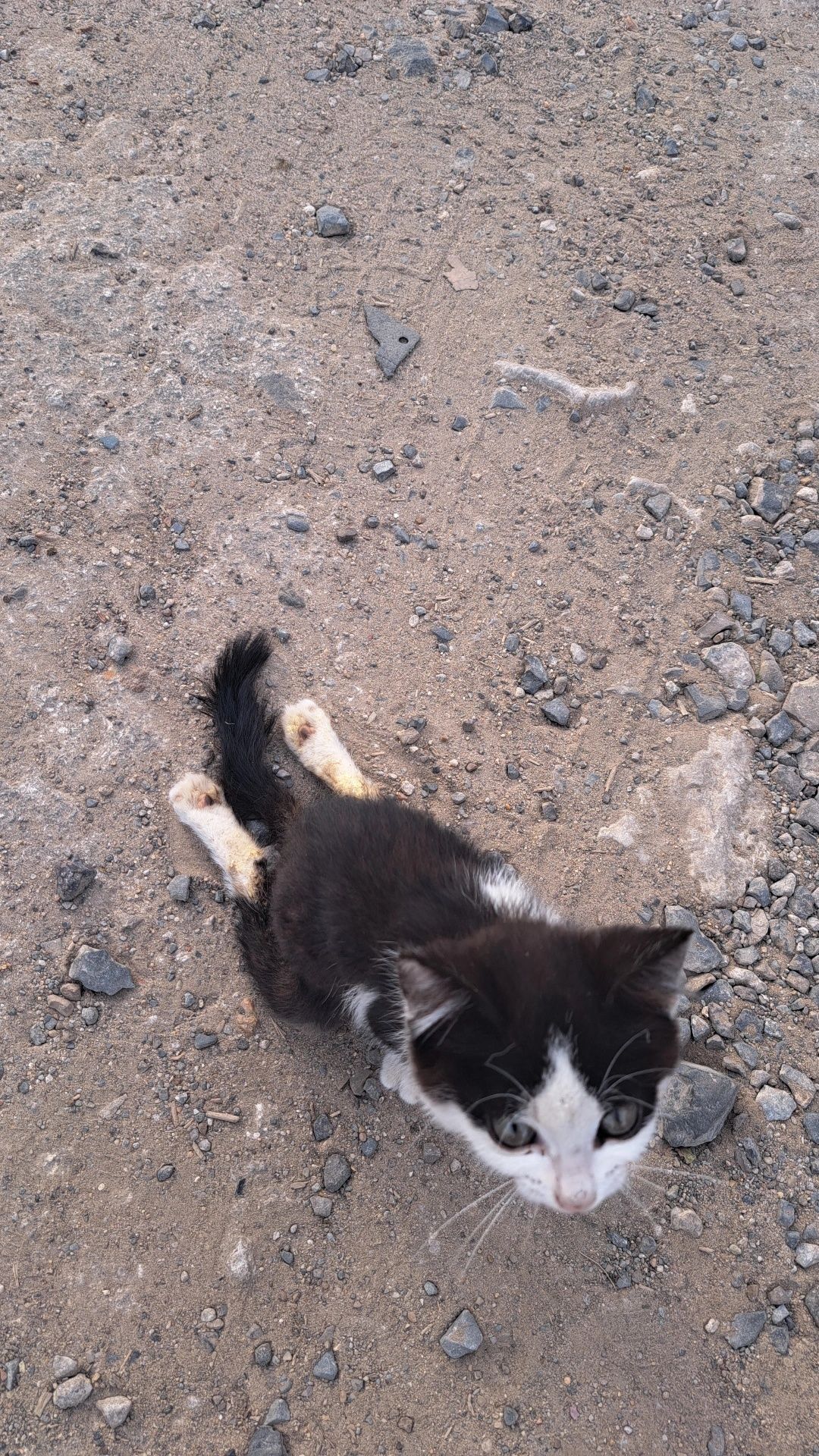 Кошка нога сломанный