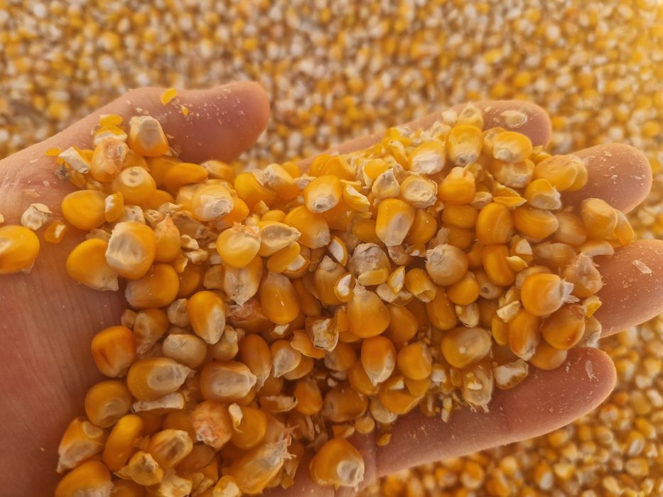 Porumb boabe producție  2025 ambalat la 40 kg