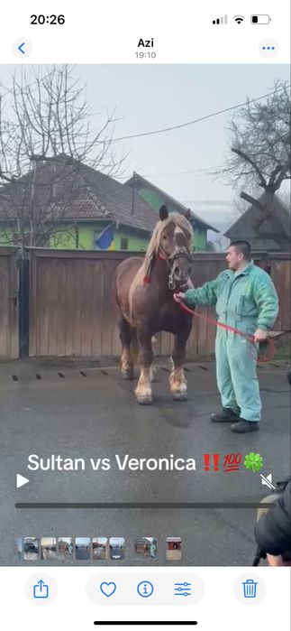 Vând armăsar  și iapă ciocolatiu