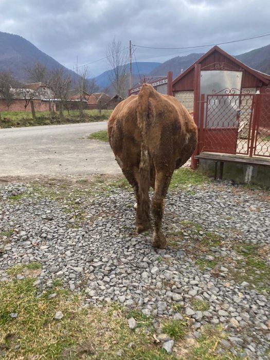 Vând vacă bălțată romănească