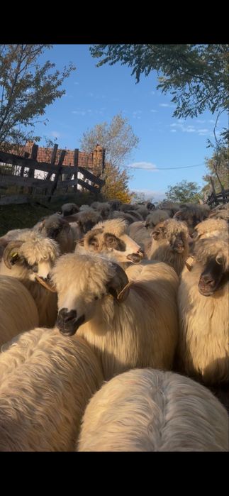 De vanzare oi bucalai si oachese