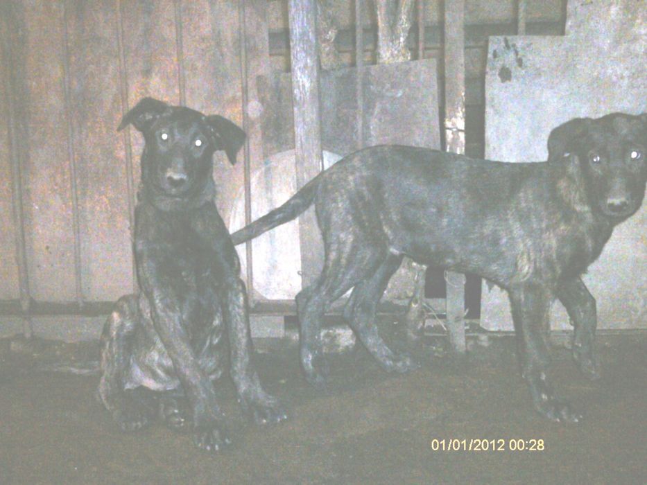 Белгийска и холандска овчарка