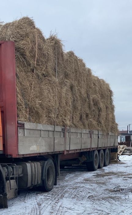 Шөп! Сено разнотравье