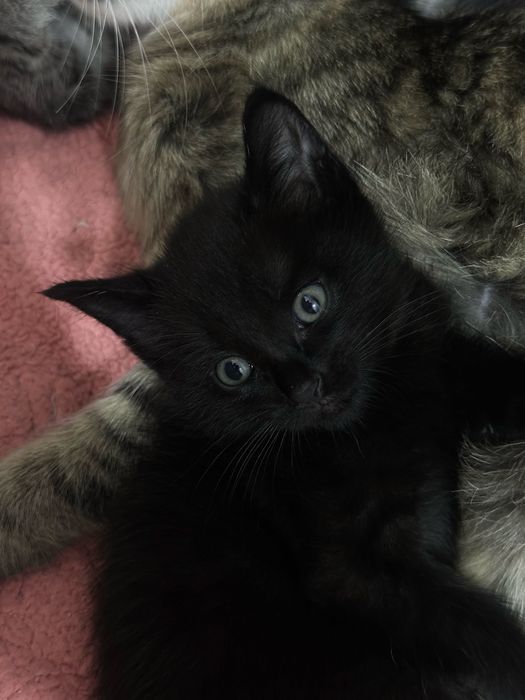 Дарю котят в хорошие руки