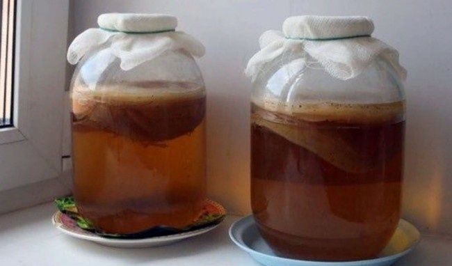 Чайный гриб / камбуча