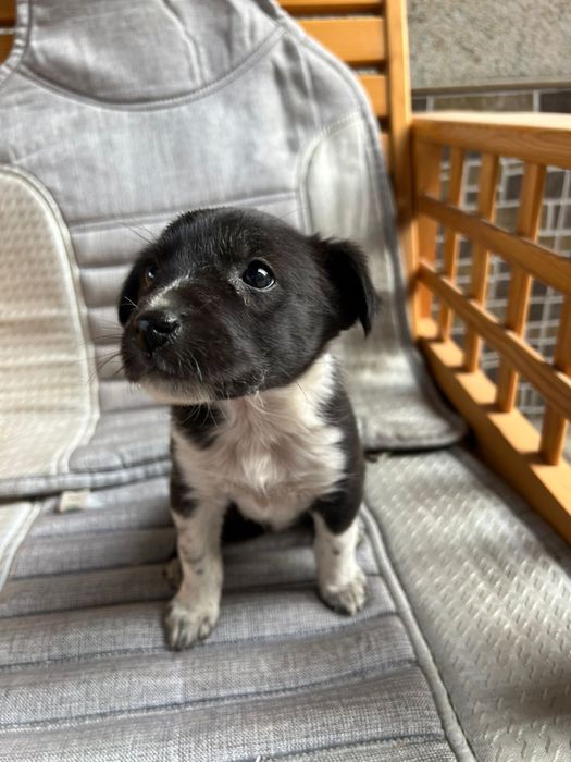 Отдам шенка маленькая девочка 1 мес.