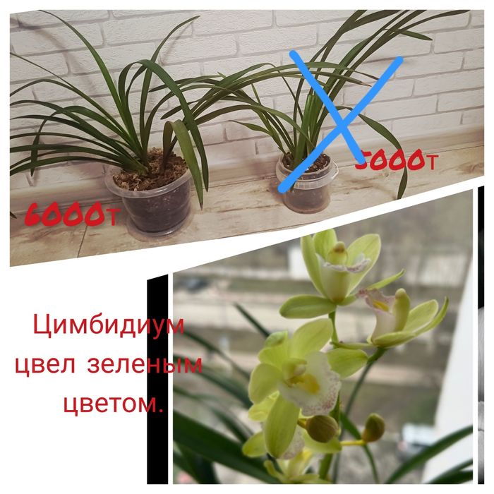 Продам Орхидею пересажена в свежий грунт