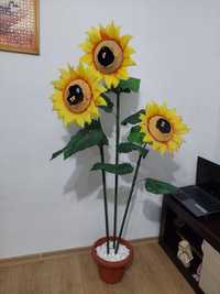 Floare Ornamentala - Floarea Soarelui