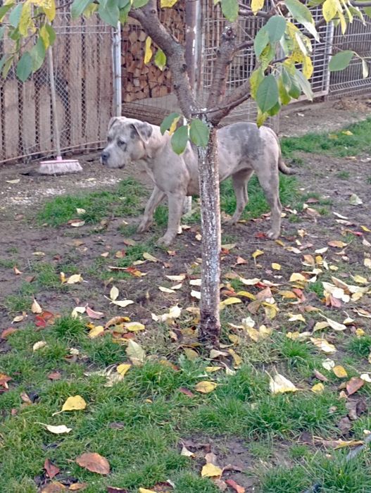 Femela American Bully Merle