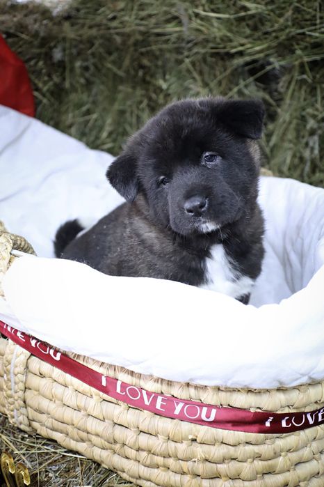 Черно белые крупные щенки Американской Акиты