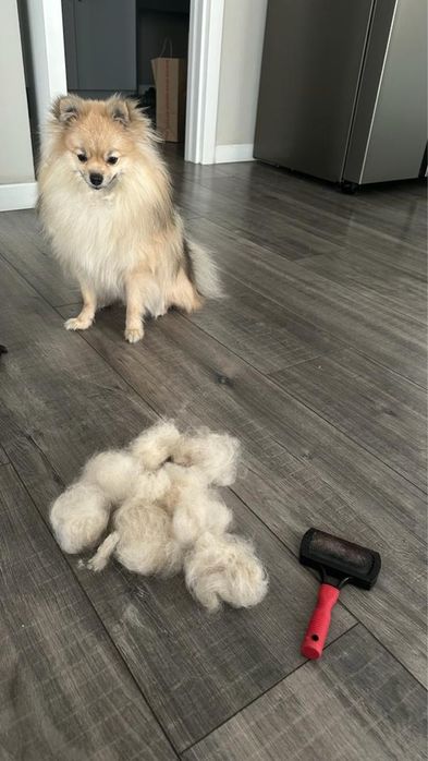 Собачья шерсть натуральная