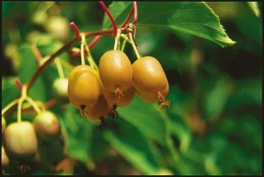 Kiwi Autofertil Jenny 1.4m