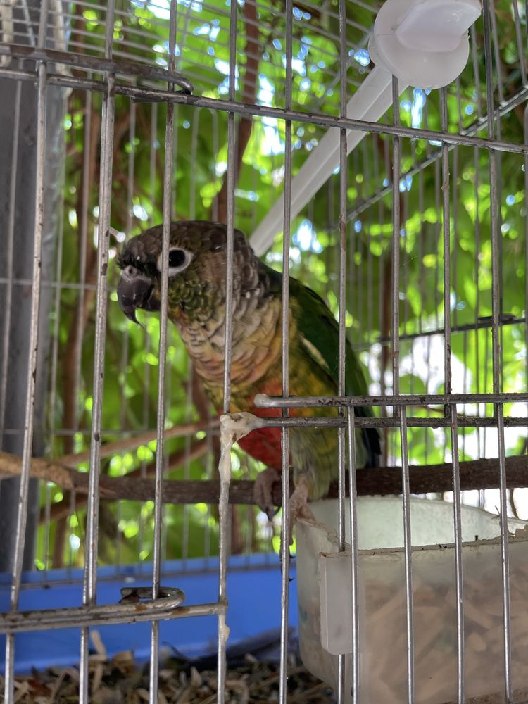 Toti quw sotiladi