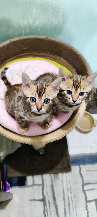 Продаются котята в бинголята