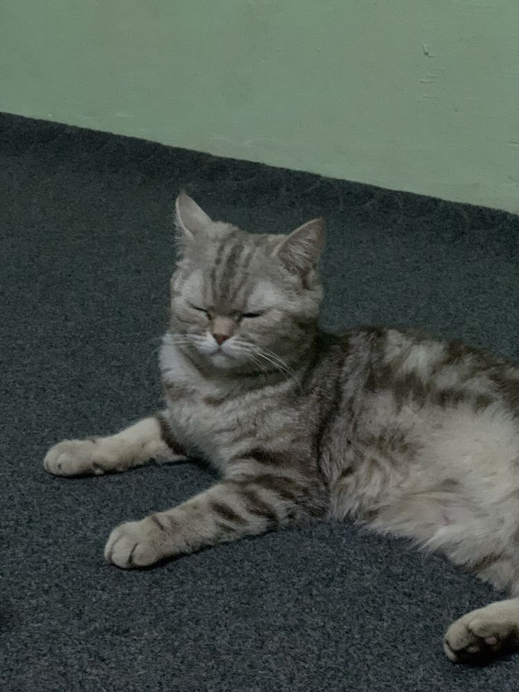 British shorthair mushugi kafolat bor
