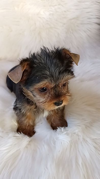 Yorkshire Terrier băiat 11 săptămâni