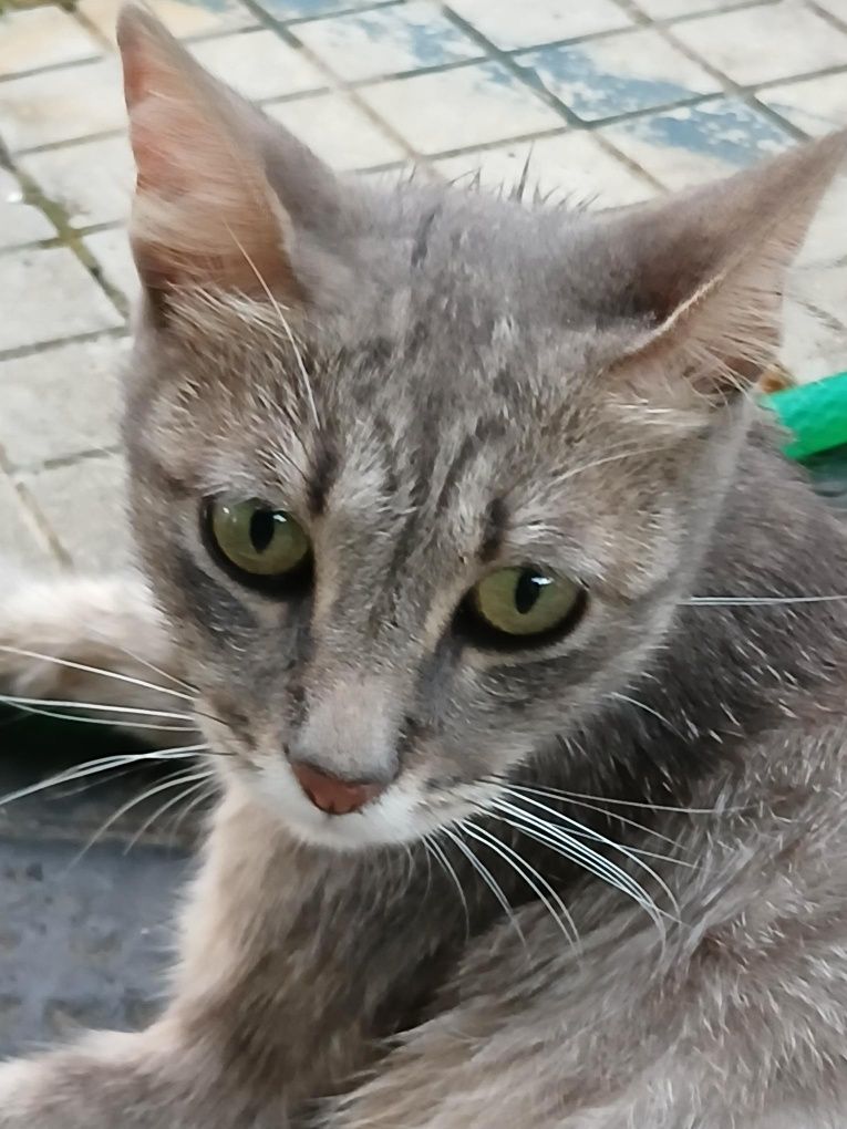 Подарявам женска котка, кастрирана