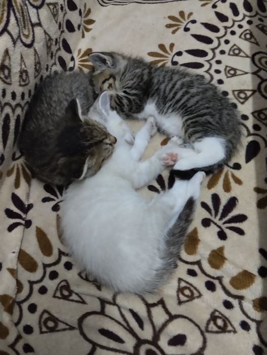 Котята самостоятельные.