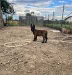 Vand ciobanesc belgian (malinois)