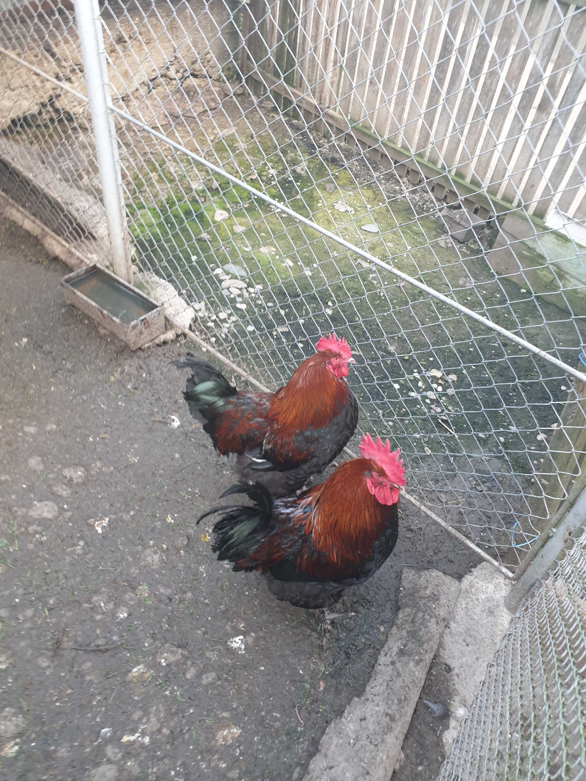 Cocoși de rasă Marans