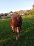Vaca de vanzare ...
