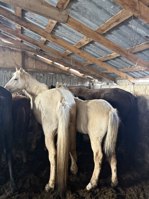 Продам 4 кобыл с жеребятами