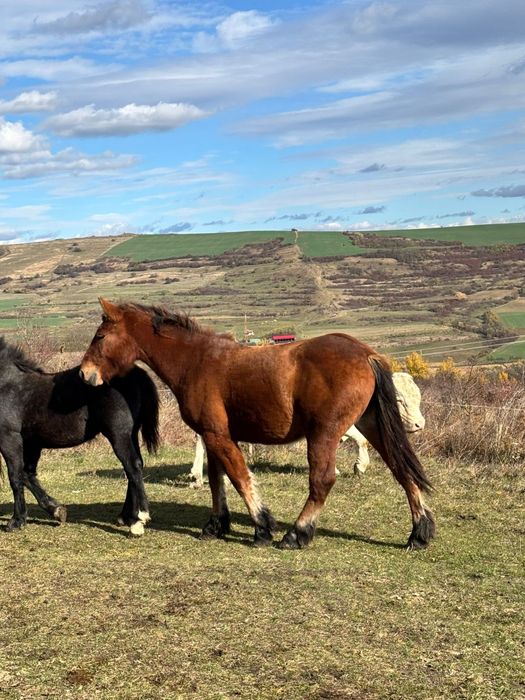 Vand sau schimb cu vaci vitele intarcate