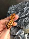 Pui de șopârla crested gecko