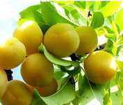 Prun Soiul ( White Honey )