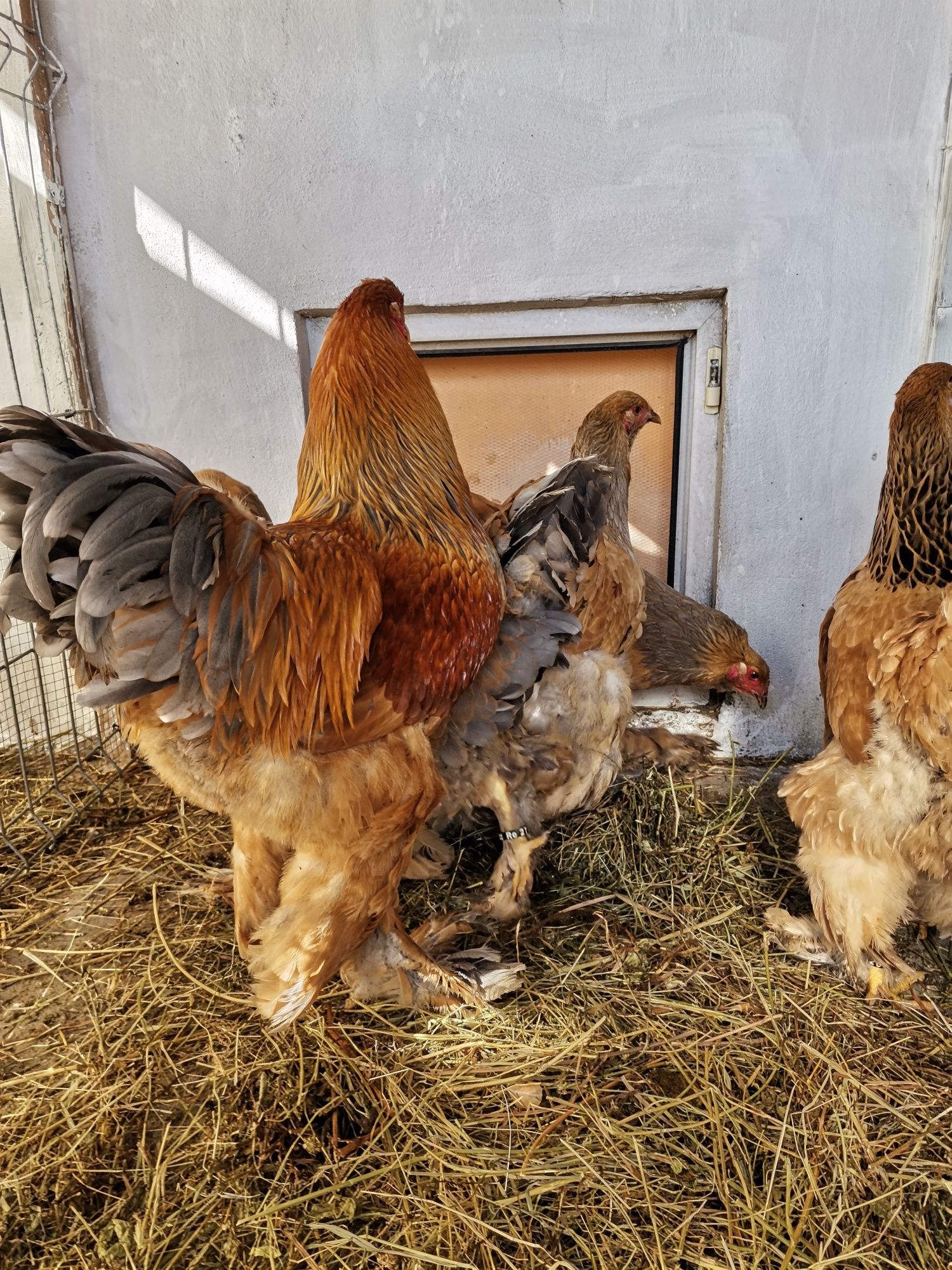 Pui Brahma Columbia albastru și negru