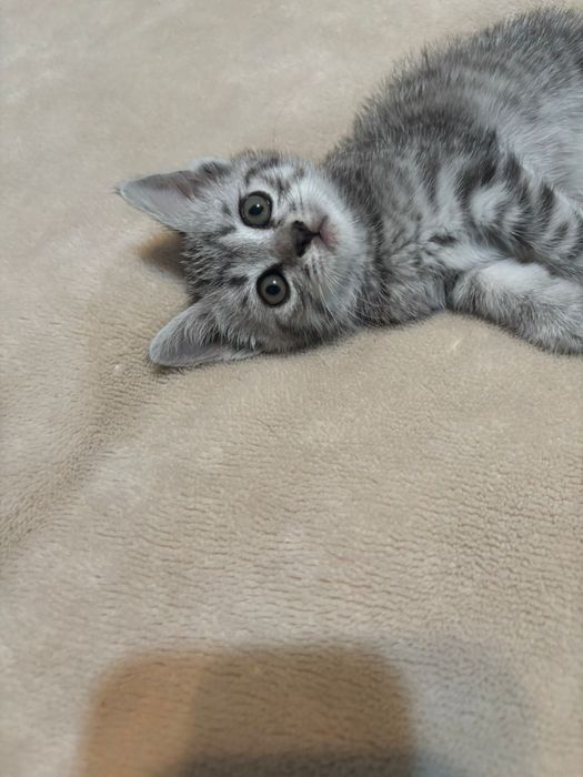 Отдам котят в заботливые руки