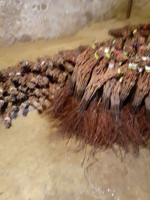 Butași viță de vie