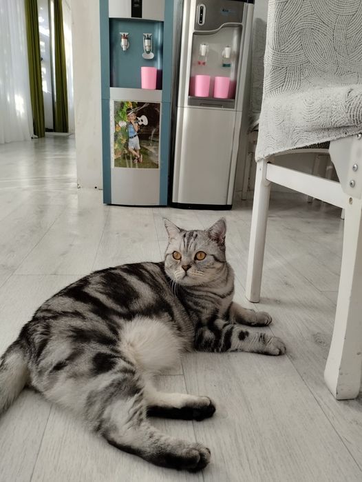 Отдаю в добрые руки шотландского кота