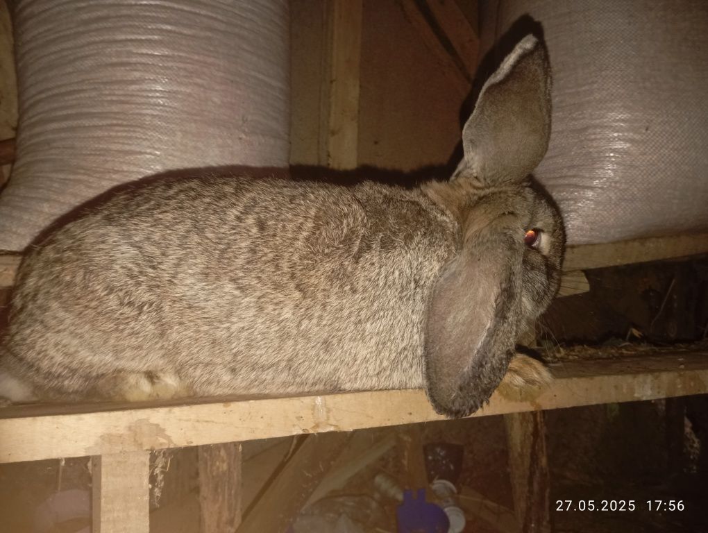 Vând o iepuroaica și un iepuroi